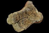 Theropod Dinosaur Vertebra - Aguja Formation, Texas #97796-3
